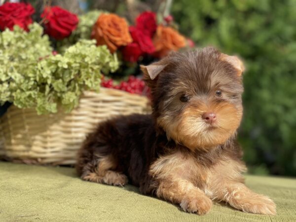 Omara Yorkshire Terrier Omara Yorkshire Terrier