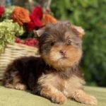 Omara-female-Yorkshire-Terrier-puppy-for-sale- (4)