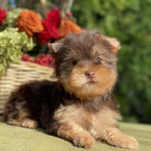 Omara Yorkshire Terrier Omara Yorkshire Terrier
