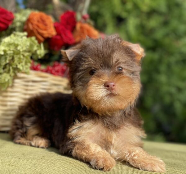 Omara Yorkshire Terrier Omara Yorkshire Terrier