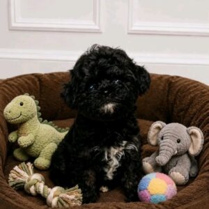 Onyx Maltipoo Onyx Maltipoo