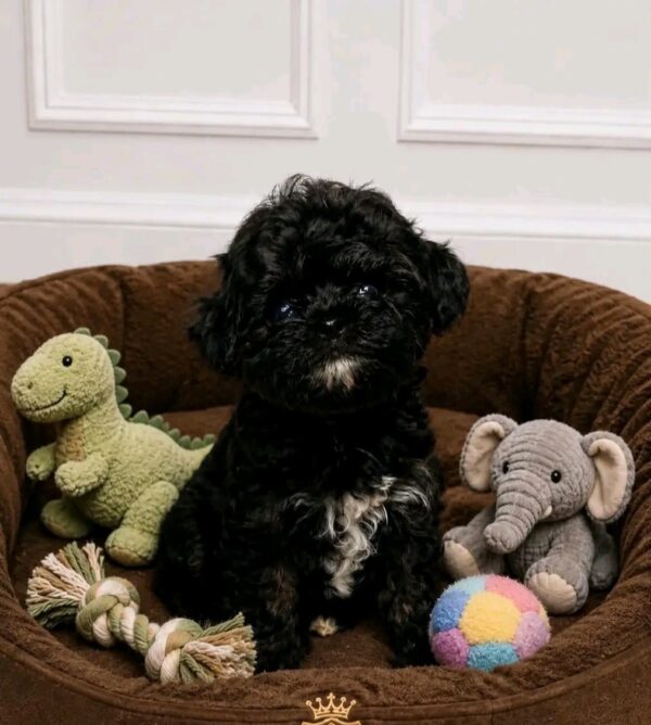 Onyx Maltipoo Onyx Maltipoo