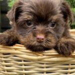 Orion-male-Yorkshire-Terrier-puppy-for-sale-1