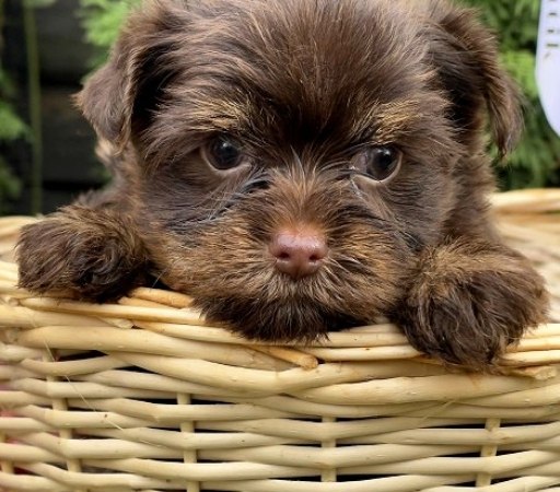Orion Yorkshire Terrier Orion Yorkshire Terrier