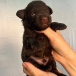 Orlando-male-Toy-Poodle-puppy-for-sale-1