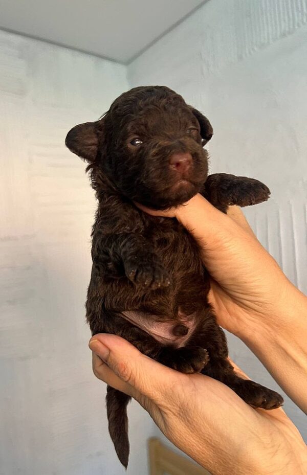 Orlando Toy Poodle Orlando Toy Poodle