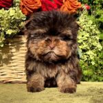 Osaka-female-Yorkshire-Terrier-puppy-for-sale- (1)