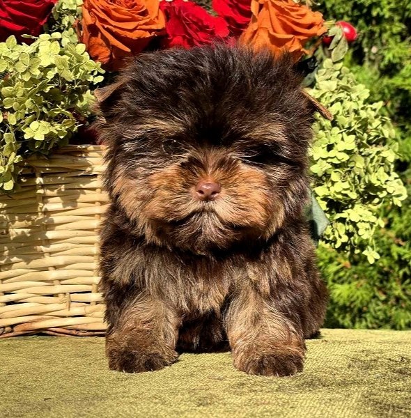 Osaka Yorkshire Terrier Osaka Yorkshire Terrier