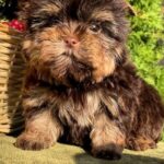 Osaka-female-Yorkshire-Terrier-puppy-for-sale- (2)