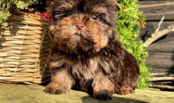Osaka Yorkshire Terrier Osaka Yorkshire Terrier