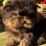 Osaka-female-Yorkshire-Terrier-puppy-for-sale- (3)