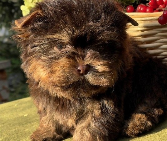 Osaka Yorkshire Terrier Osaka Yorkshire Terrier