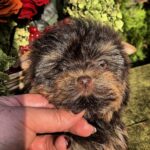 Osaka-female-Yorkshire-Terrier-puppy-for-sale- (4)