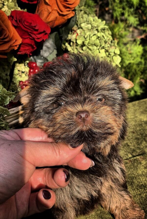 Osaka Yorkshire Terrier Osaka Yorkshire Terrier