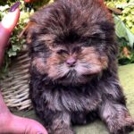 Osaka-female-Yorkshire-Terrier-puppy-for-sale- (5)