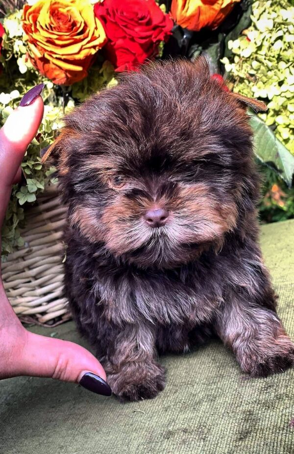 Osaka Yorkshire Terrier Osaka Yorkshire Terrier
