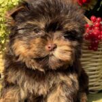 Osaka-female-Yorkshire-Terrier-puppy-for-sale- (6)