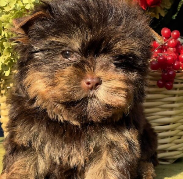 Osaka Yorkshire Terrier Osaka Yorkshire Terrier