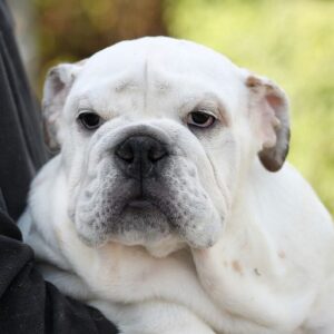 Oscar English Bulldog Oscar English Bulldog