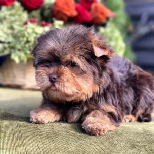 Ouva Yorkshire Terrier Ouva Yorkshire Terrier