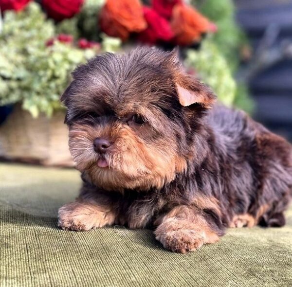 Ouva Yorkshire Terrier Ouva Yorkshire Terrier