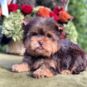Ouva Yorkshire Terrier Ouva Yorkshire Terrier