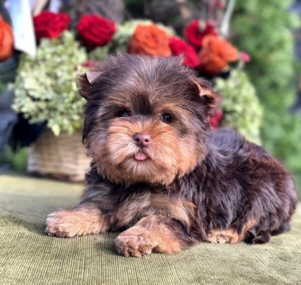 Ouva Yorkshire Terrier Ouva Yorkshire Terrier