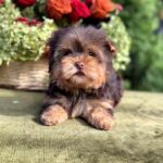 Ouva-female-Yorkshire-Terrier-puppy-for-sale- (3)