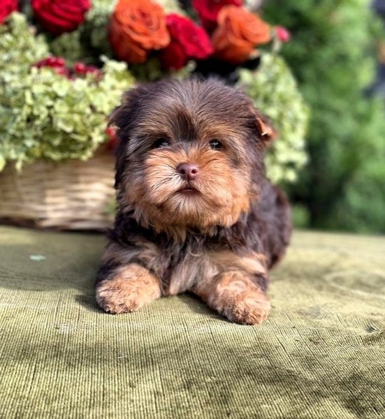 Ouva Yorkshire Terrier Ouva Yorkshire Terrier