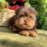 Ouva-female-Yorkshire-Terrier-puppy-for-sale- (4)