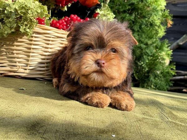 Ouva Yorkshire Terrier Ouva Yorkshire Terrier