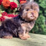 Ouva-female-Yorkshire-Terrier-puppy-for-sale- (5)
