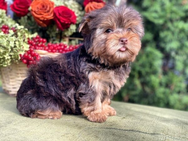 Ouva Yorkshire Terrier Ouva Yorkshire Terrier