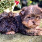 Ouva-female-Yorkshire-Terrier-puppy-for-sale- (6)