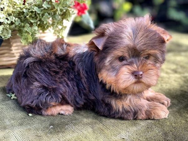 Ouva Yorkshire Terrier Ouva Yorkshire Terrier