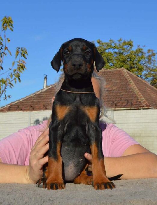Pandora Dobermann Pandora Dobermann