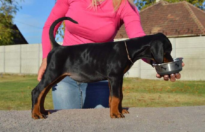 Pandora Dobermann Pandora Dobermann