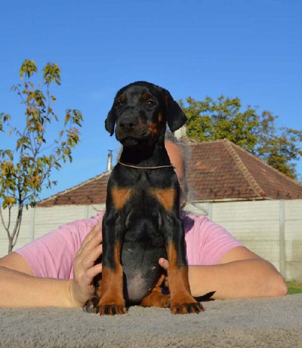 Pandora Dobermann Pandora Dobermann