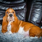 Panna-female-Basset-hound-puppy-for-sale-1 (1)