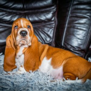 Panna Basset Hound Panna Basset Hound
