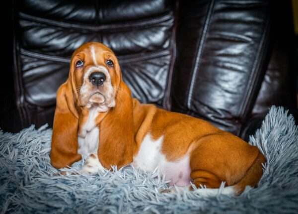 Panna Basset Hound Panna Basset Hound