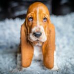Panna-female-Basset-hound-puppy-for-sale-1 (2)