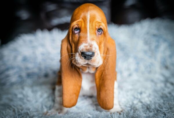 Panna Basset Hound Panna Basset Hound
