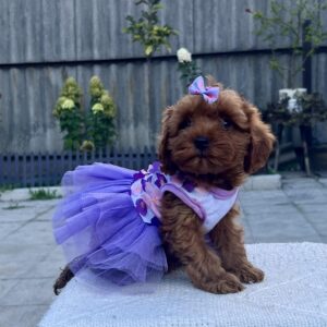 Patricia Maltipoo Patricia Maltipoo
