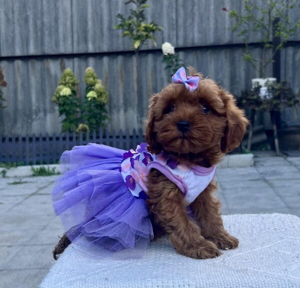 Patricia Maltipoo Patricia Maltipoo