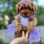 Patricia-female-maltipoo-puppy-for-sale-1 (2)
