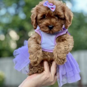 Patricia Maltipoo Patricia Maltipoo