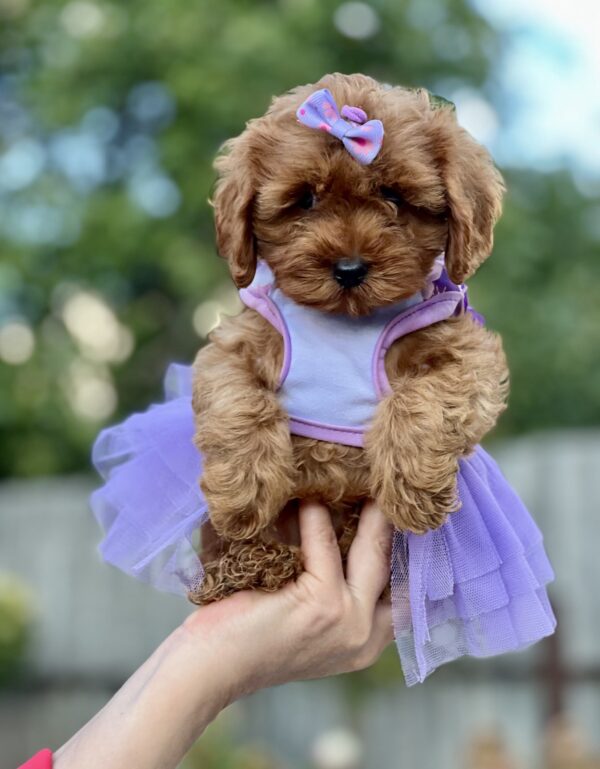 Patricia Maltipoo Patricia Maltipoo
