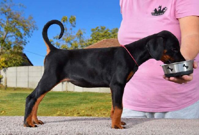 Penelope Dobermann Penelope Dobermann