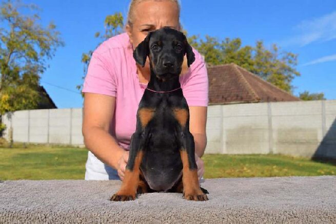 Penelope Dobermann Penelope Dobermann